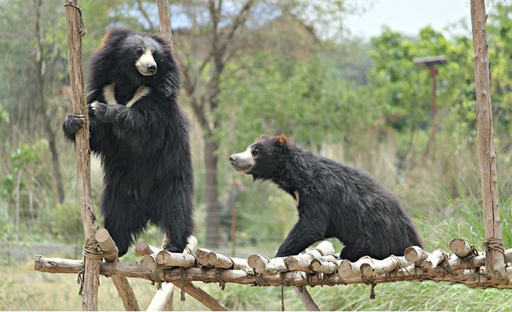 Agra Bear Rescue Facility